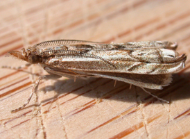 Prionapteryx achatina 